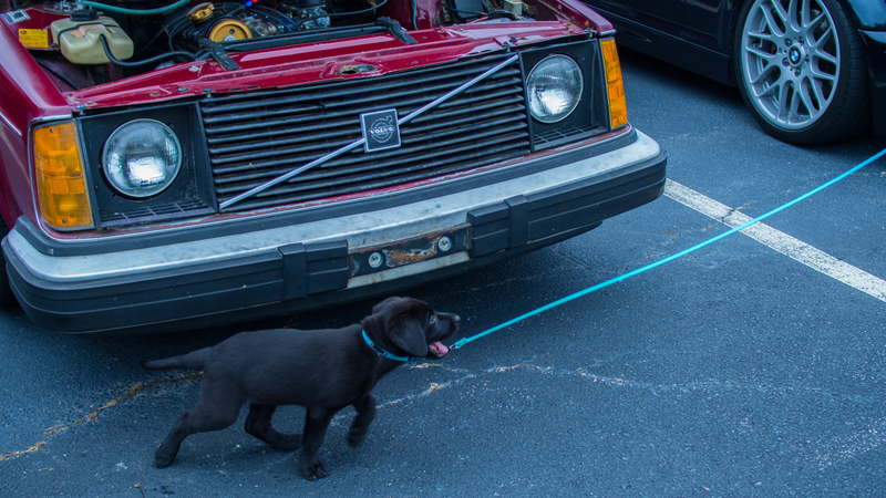An old dog and a pupper!